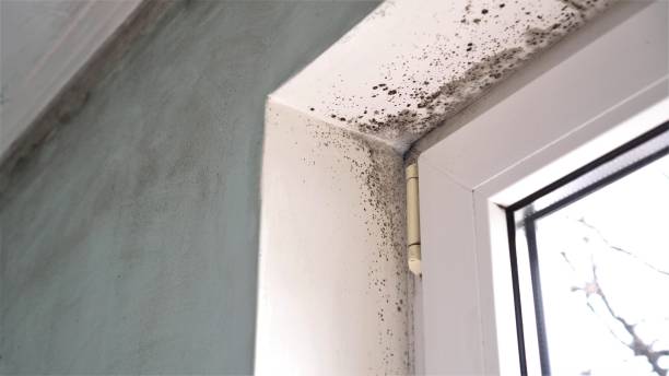 Best Mold Testing  in St Paul, MO