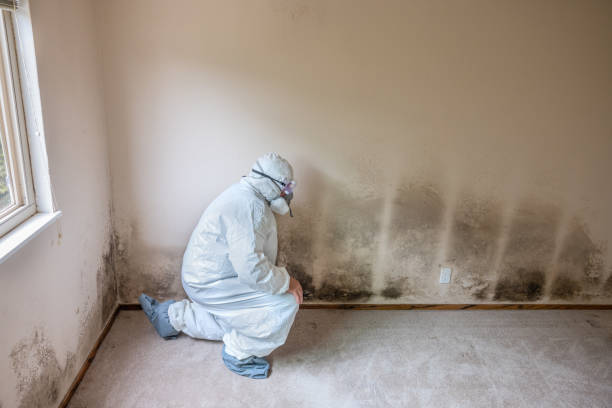 Best Local Mold Removal Service  in St Paul, MO