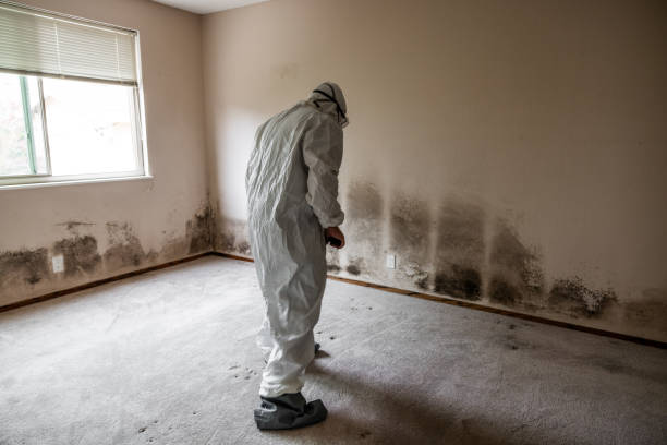 Best Office Mold Removal Services  in St Paul, MO