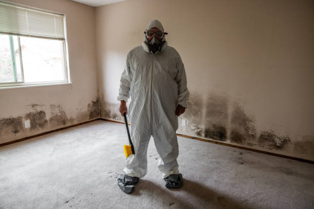 Best Attic Mold Removal  in St Paul, MO