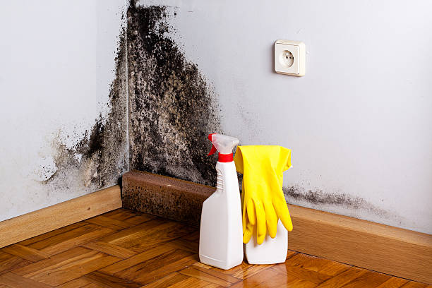 Best Toxic Mold Removal  in St Paul, MO